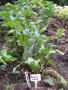 Beetroot as grown by Sir John Foulis